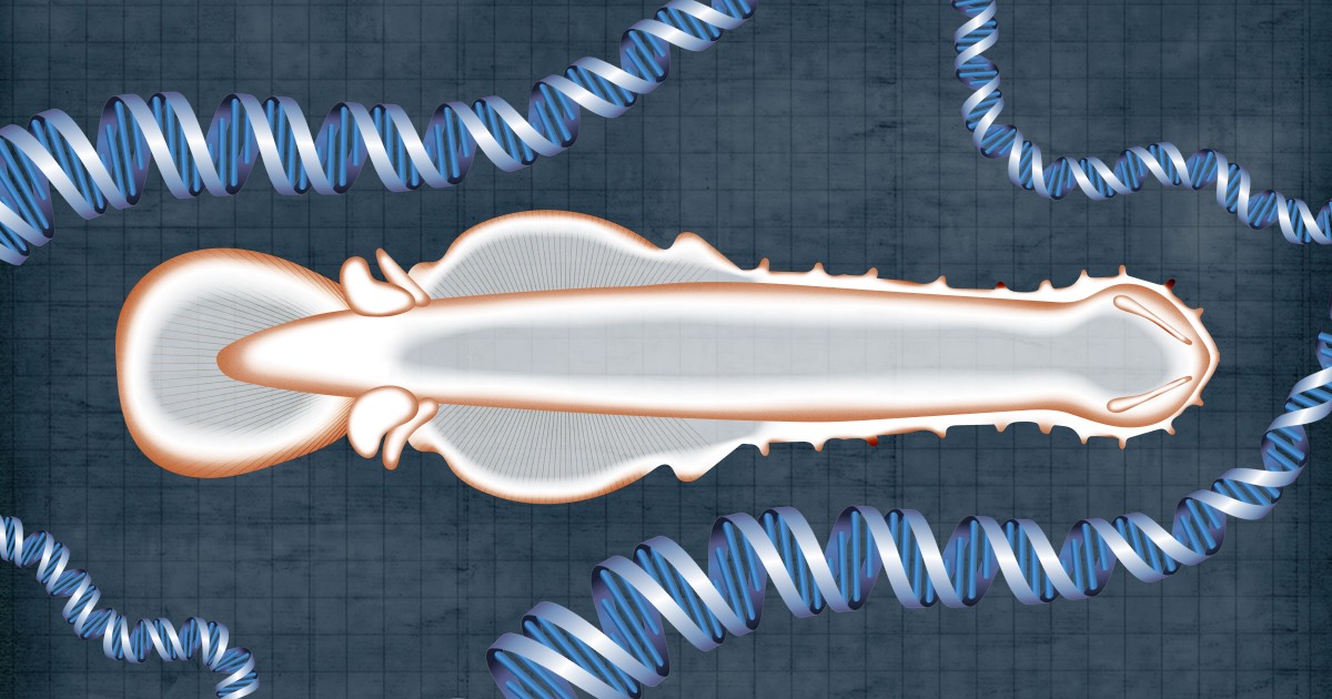 古代のヤムシを通じて生命の進化を解明 | 沖縄科学技術大学院